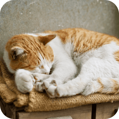 写真：寝ている猫