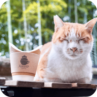 写真：コーヒーと猫